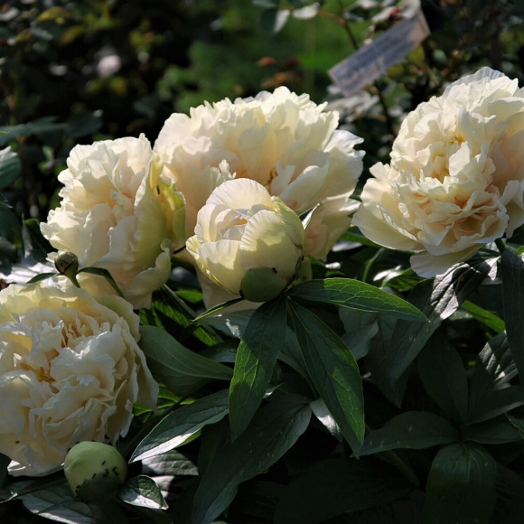 Пион ИТО Санни Герл (Sunny Girl) купить с доставкой