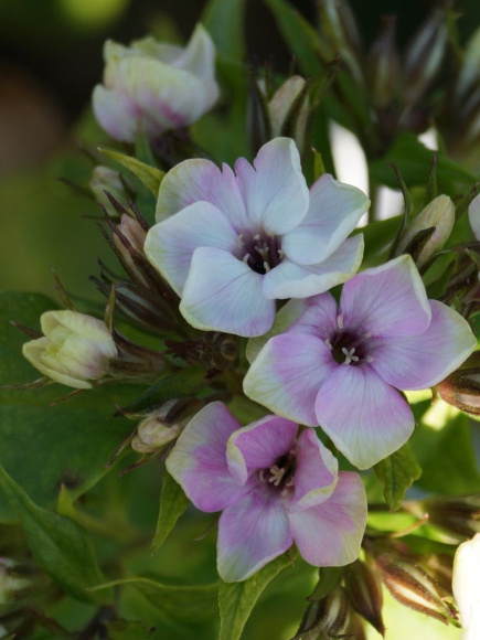 Флокс Майкс Чойс (Mike's Choice) метельчатый купить с доставкой