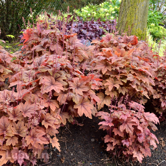 Гейхерелла Свит Ти (Sweet Tea) купить с доставкой