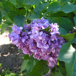 Сирень Утро России