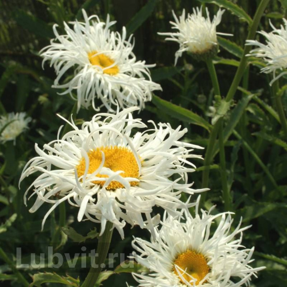 Нивяник Олд Корт (Old Court) купить с доставкой