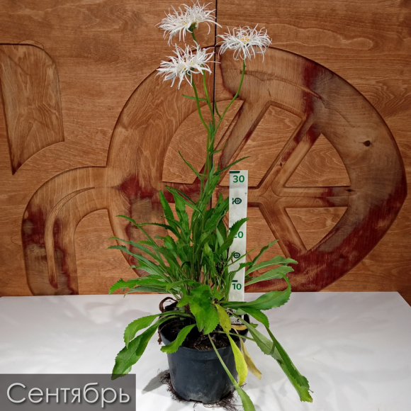 Нивяник Олд Корт (Old Court) купить с доставкой