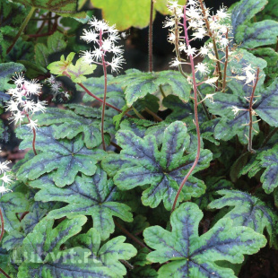 Гейхера Старберст (Starburst)