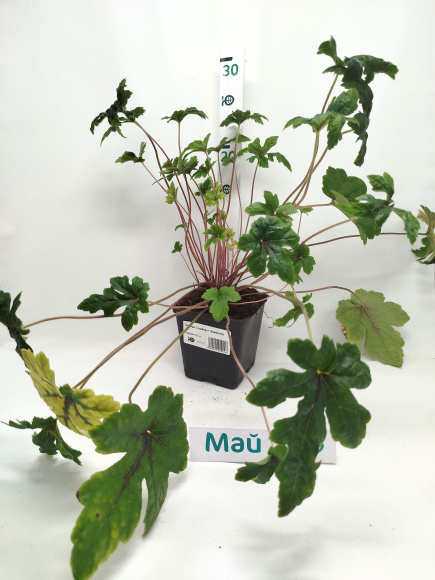 Гейхера Старберст (Starburst) купить с доставкой