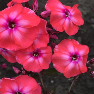 Флокс метельчатый Золотая Антилопа