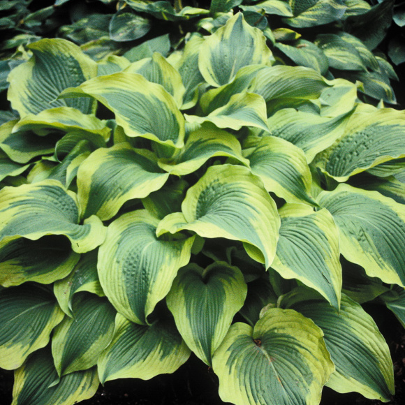 Хоста Атлантис (Atlantis) [L] купить с доставкой