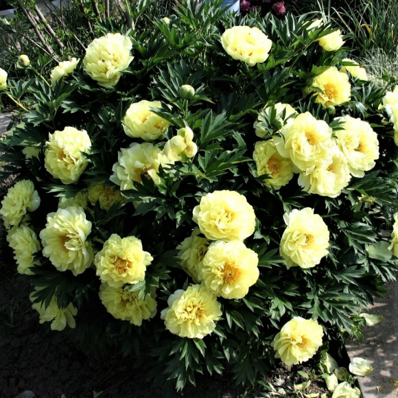 Пион ИТО Гарден Треже (Garden Treasure) купить с доставкой