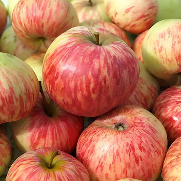 Яблоня Коричное полосатое купить с доставкой