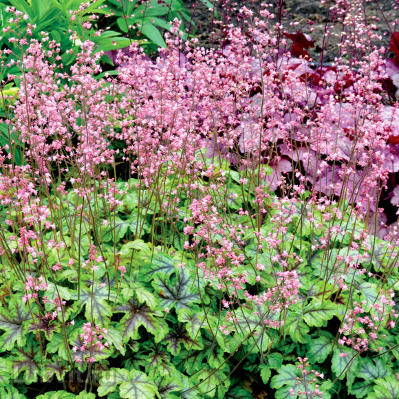 Гейхерелла Тапестри (Tapestry) купить с доставкой