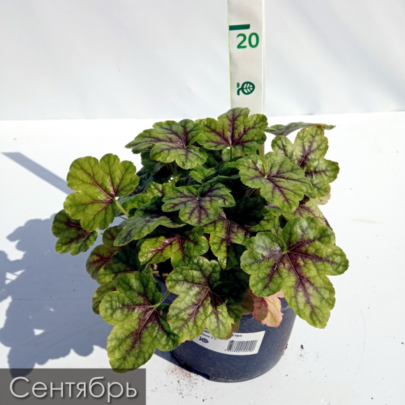 Гейхерелла Тапестри (Tapestry) купить с доставкой