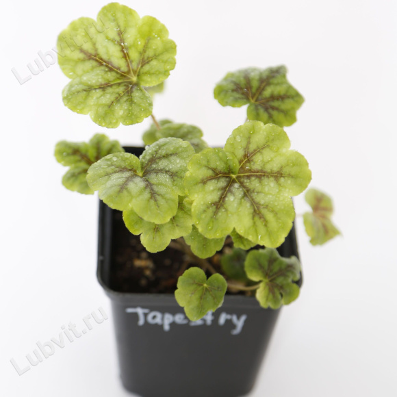 Гейхерелла Тапестри (Tapestry) купить с доставкой