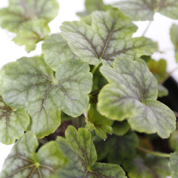 Гейхерелла Тапестри (Tapestry) купить с доставкой