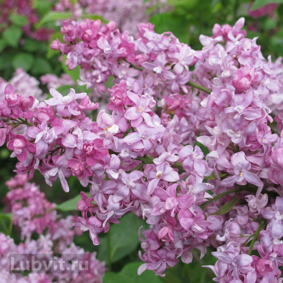 Сирень Богдан Хмельницкий купить с доставкой