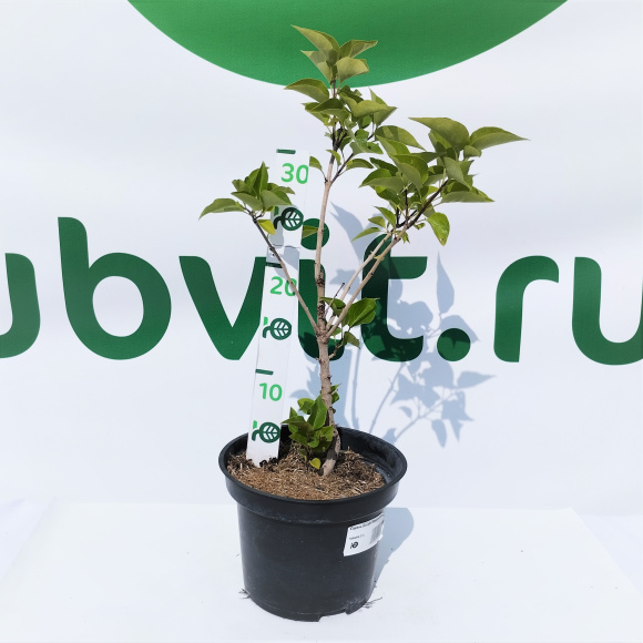 Сирень Богдан Хмельницкий купить с доставкой