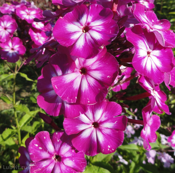 Флокс Кураж купить с доставкой