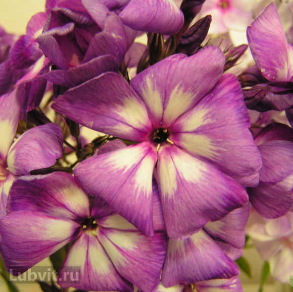 Флокс Кураж купить с доставкой