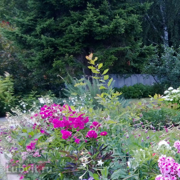 Флокс Кураж купить с доставкой