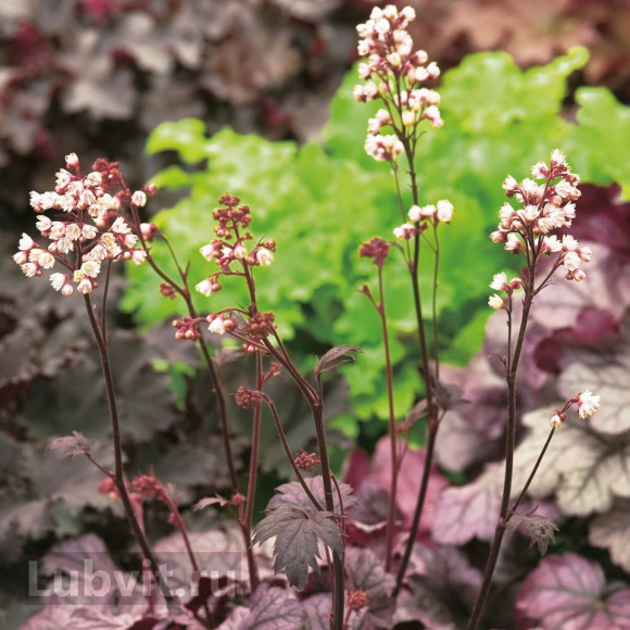 Гейхера Шанхай (Shanghai) купить с доставкой
