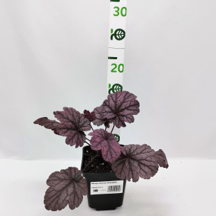 Гейхера Шанхай (Shanghai)