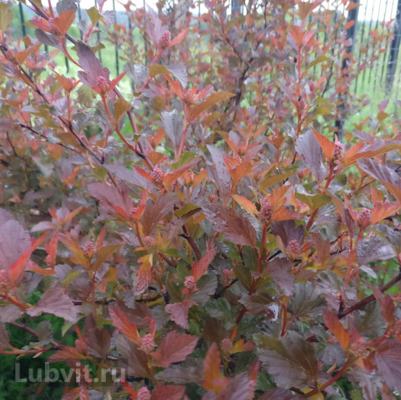 Пузыреплодник Здеховице (Zdechovice) купить с доставкой