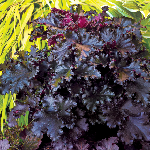 Гейхера Блэк Таффета (Black Taffeta) купить с доставкой