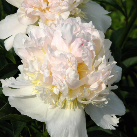 Пион Топ Брасс (Top Brass) купить с доставкой