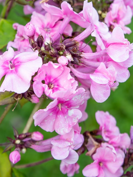 Флокс Зенобия (Zenobia) метельчатый купить с доставкой