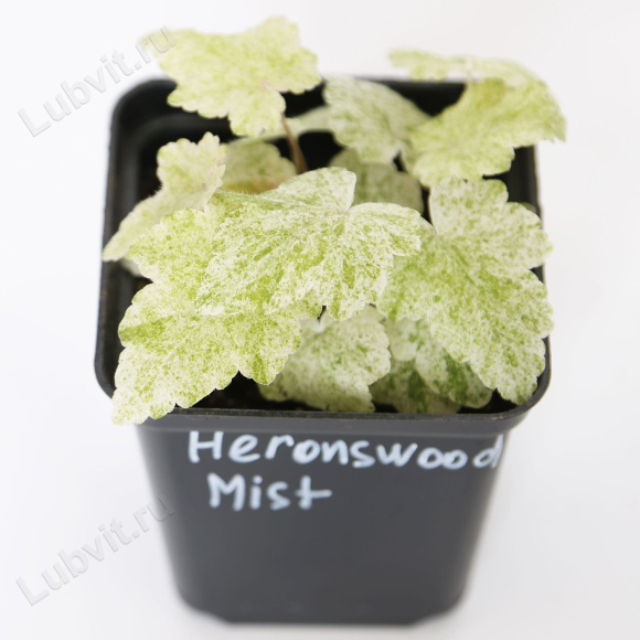 Тиарелла Херонсвуд Мист (Heronswood Mist) купить с доставкой