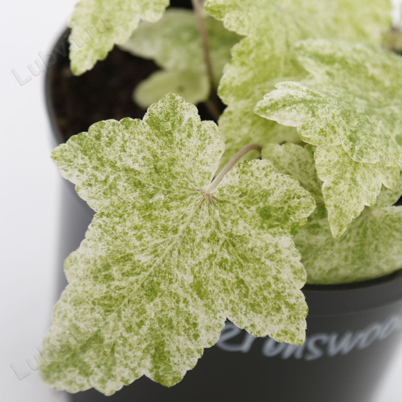 Тиарелла Херонсвуд Мист (Heronswood Mist) купить с доставкой