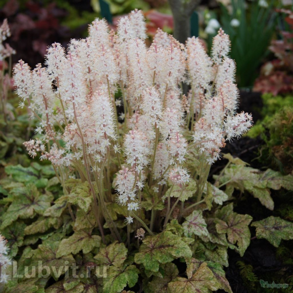 Тиарелла Херонсвуд Мист (Heronswood Mist) купить с доставкой