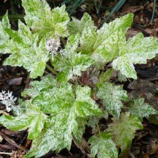 Тиарелла Херонсвуд Мист (Heronswood Mist)