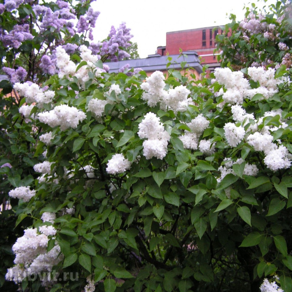 Сирень Советская Арктика купить с доставкой