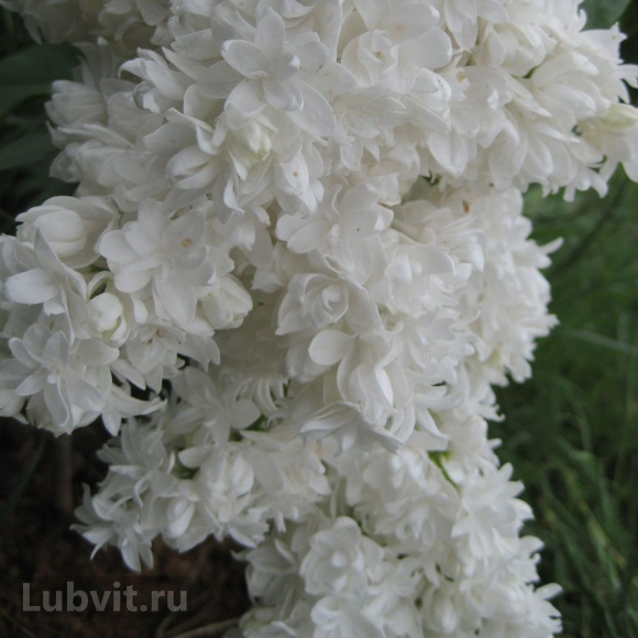 Сирень Советская Арктика купить с доставкой