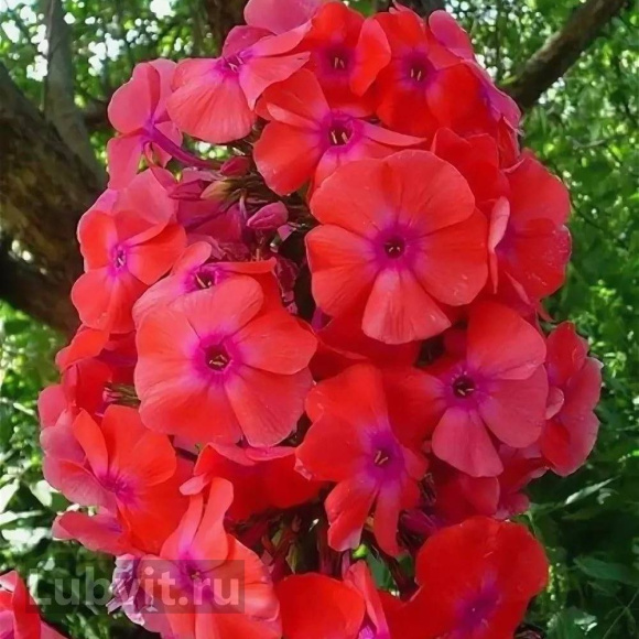 Флокс Фобос купить с доставкой