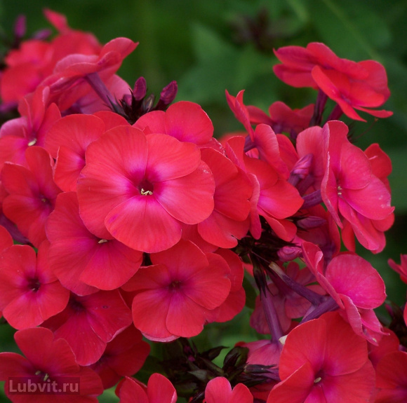 Флокс Фобос купить с доставкой