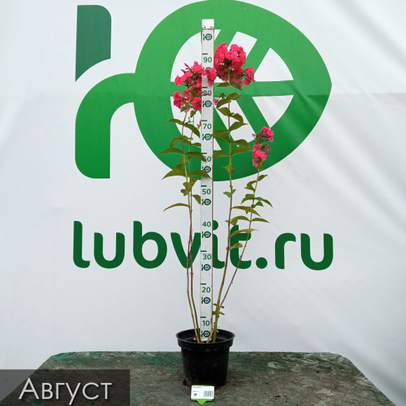 Флокс Фобос купить с доставкой