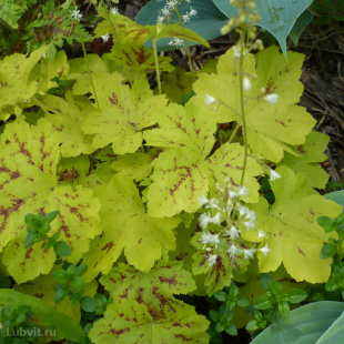 Гейхерелла Солар Пауер (Solar Power)