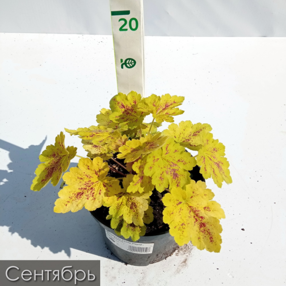 Гейхерелла Солар Пауер (Solar Power) купить с доставкой