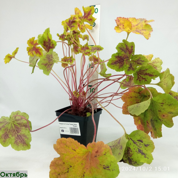 Гейхерелла Солар Пауер (Solar Power) купить с доставкой