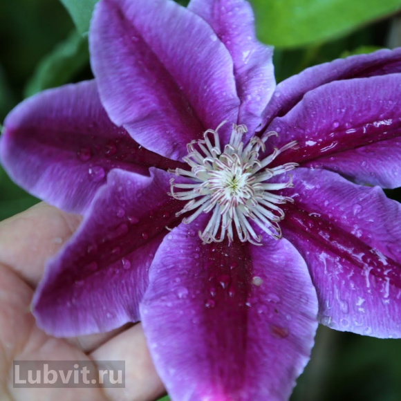 Клематис Доктор Руппель (Doctor Ruppel) купить с доставкой