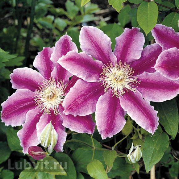 Клематис Доктор Руппель (Doctor Ruppel) купить с доставкой