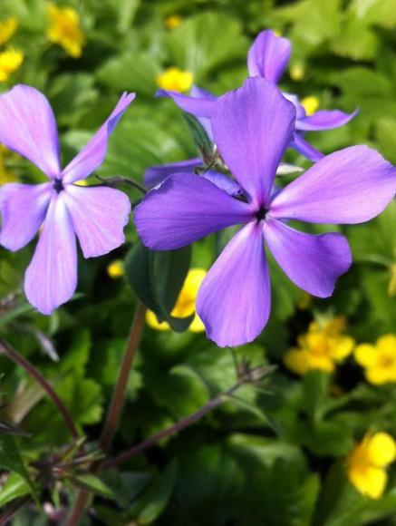 Флокс Блю Парфюм (Blue Perfume) метельчатый купить с доставкой