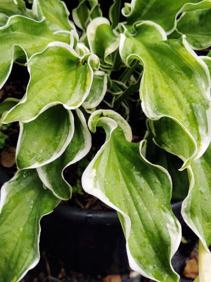 Хоста Летс Твист Эгейн (Let's Twist Again) [M] купить с доставкой