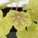 Гейхера Тирамису лист (Heuchera Tiramisu)