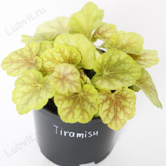 Гейхера Тирамису большая (Heuchera Tiramisu)