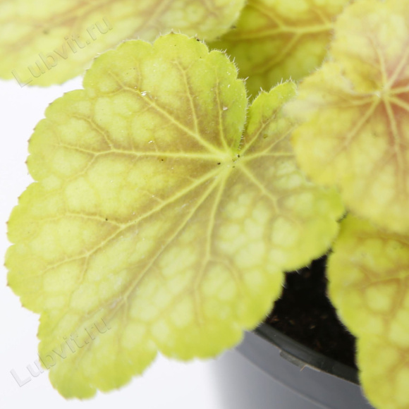 Гейхера Тирамису (Tiramisu) купить с доставкой