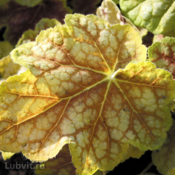 Гейхера Тирамису (Tiramisu) купить с доставкой