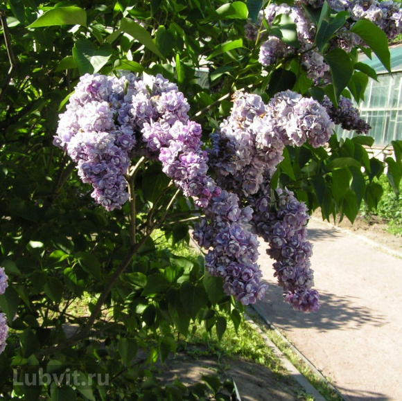 Сирень Ами Шотт (Ami Schott) купить с доставкой