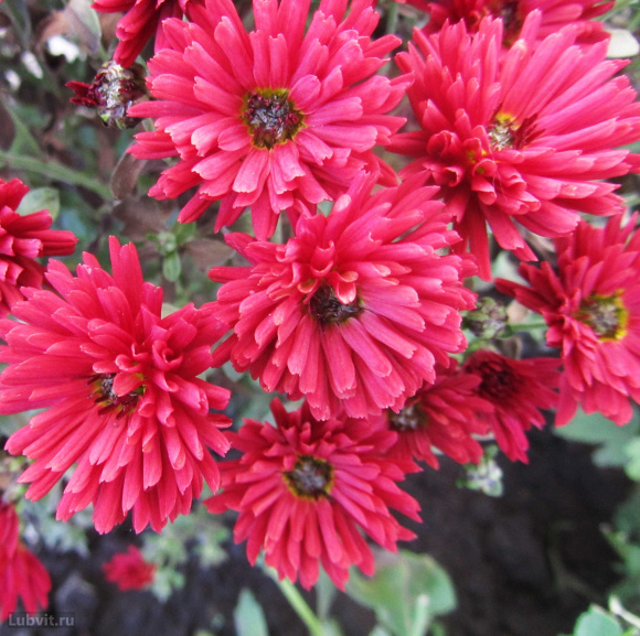 Хризантема корейская Уран (Uran) купить с доставкой