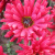 Хризантема корейская Уран (Uran) купить с доставкой